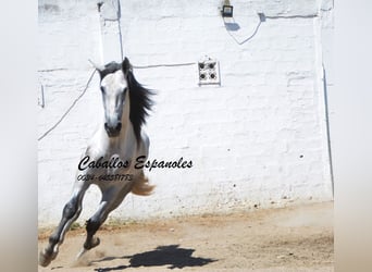 PRE, Stallion, 3 years, 16 hh, Gray