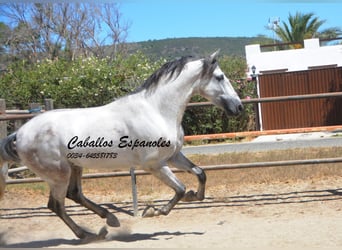 PRE, Stallion, 3 years, 16 hh, Gray