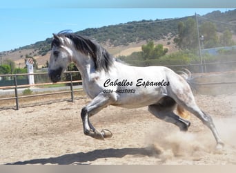 PRE, Stallion, 3 years, 16 hh, Gray