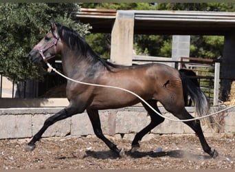 PRE, Stallion, 3 years, 16 hh, Gray-Red-Tan