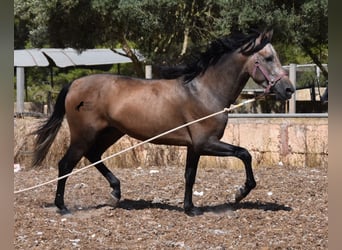 PRE, Stallion, 3 years, 16 hh, Gray-Red-Tan