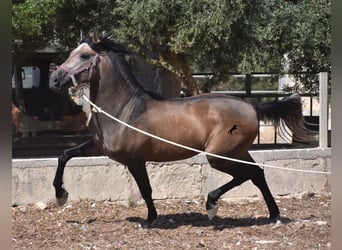 PRE, Stallion, 3 years, 16 hh, Gray-Red-Tan