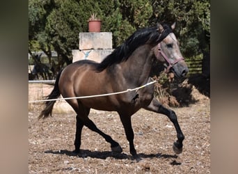 PRE, Stallion, 3 years, 16 hh, Gray-Red-Tan