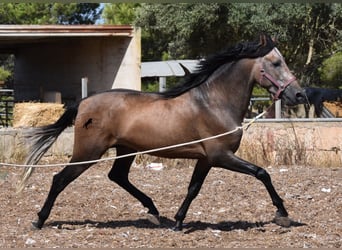 PRE, Stallion, 3 years, 16 hh, Gray-Red-Tan