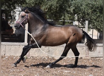 PRE, Stallion, 3 years, 16 hh, Gray-Red-Tan