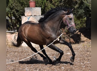 PRE, Stallion, 3 years, 16 hh, Gray-Red-Tan