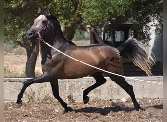 PRE, Stallion, 3 years, 16 hh, Gray-Red-Tan