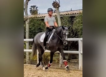 PRE Mix, Stallion, 3 years, 16 hh, Grey-Dapple