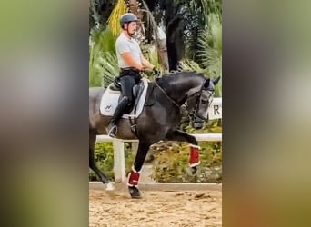 PRE Mix, Stallion, 3 years, 16 hh, Grey-Dapple