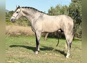 PRE, Stallion, 3 years, 16 hh, Grey-Dapple