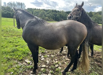 PRE Mix, Stallion, 3 years, 16 hh, Grey-Dark-Tan