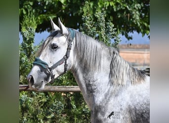 PRE Mix, Stallion, 3 years, 16 hh, Grey