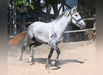 PRE Mix, Stallion, 3 years, 16 hh, Grey