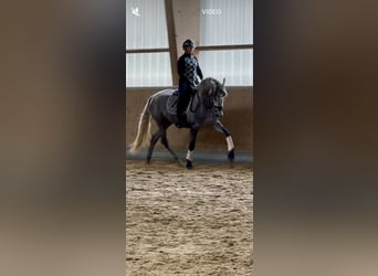 PRE Mix, Stallion, 3 years, 16 hh, Grey PRE Mix, Stallion, 3 years, 16 hh, Grey