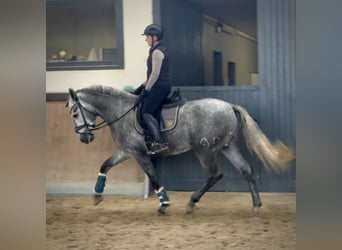 PRE Mix, Stallion, 3 years, 16 hh, Grey