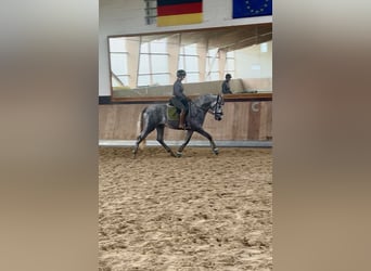 PRE Mix, Stallion, 3 years, 16 hh, Grey PRE Mix, Stallion, 3 years, 16 hh, Grey