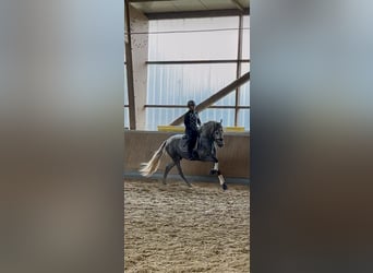 PRE Mix, Stallion, 3 years, 16 hh, Grey PRE Mix, Stallion, 3 years, 16 hh, Grey