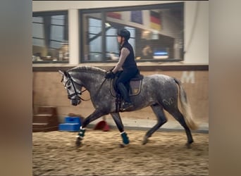 PRE Mix, Stallion, 3 years, 16 hh, Grey
