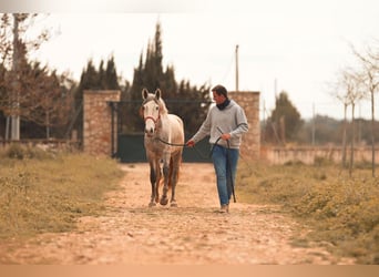 PRE, Stallion, 3 years, 16 hh, Grey