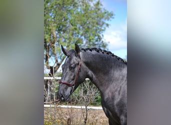 PRE, Stallion, 3 years, 16 hh, Grey