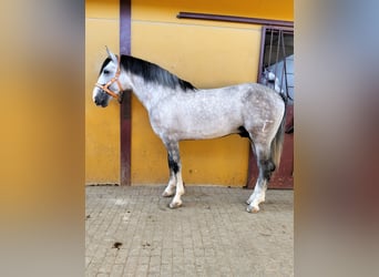 PRE Mix, Stallion, 3 years, 16 hh, Grey