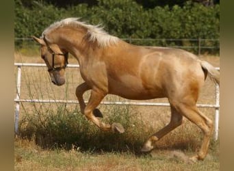 PRE Mix, Stallion, 3 years, 16 hh, Overo-all-colors