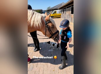 PRE Mix, Stallion, 3 years, 16 hh, Palomino