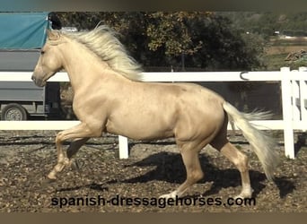 PRE Mix, Stallion, 3 years, 16 hh, Palomino