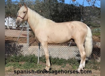 PRE, Stallion, 3 years, 16 hh, Palomino