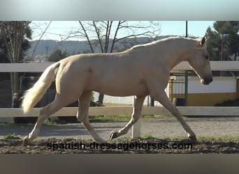 PRE Mix, Stallion, 3 years, 16 hh, Palomino