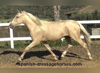 PRE Mix, Stallion, 3 years, 16 hh, Palomino