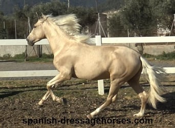 PRE, Stallion, 3 years, 16 hh, Palomino