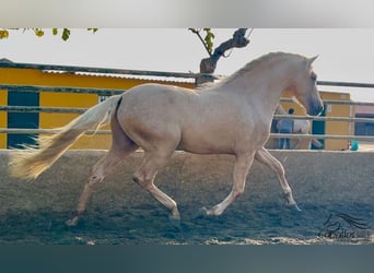 PRE, Stallion, 3 years, 16 hh, Palomino