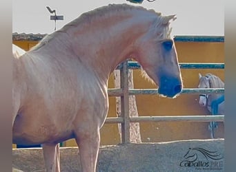 PRE, Stallion, 3 years, 16 hh, Palomino