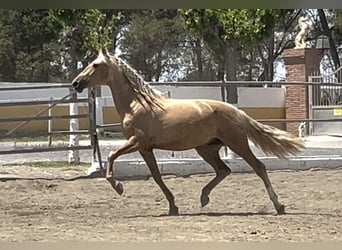 PRE, Stallion, 3 years, 16 hh, Palomino