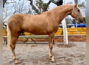 PRE, Stallion, 3 years, 16 hh, Palomino