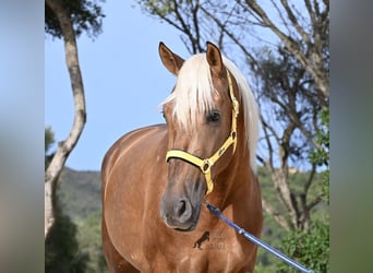 PRE Mix, Stallion, 3 years, 16 hh, Palomino
