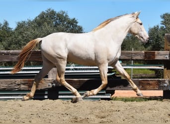 PRE, Stallion, 3 years, 16 hh, Pearl