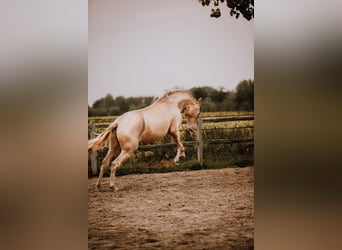 PRE Mix, Stallion, 3 years, 16 hh, Pearl