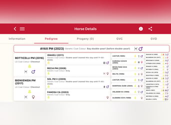 PRE Mix, Stallion, 3 years, 16 hh, Pearl