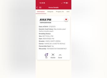 PRE Mix, Stallion, 3 years, 16 hh, Pearl