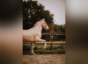 PRE Mix, Stallion, 3 years, 16 hh, Pearl