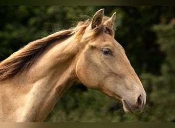 PRE Mix, Stallion, 3 years, 16 hh, Pearl