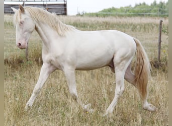 PRE, Stallion, 3 years, 16 hh, Perlino