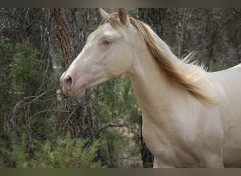 PRE, Stallion, 3 years, 16 hh, Perlino