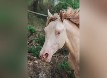 PRE, Stallion, 3 years, 16 hh, Perlino
