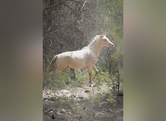 PRE, Stallion, 3 years, 16 hh, Perlino