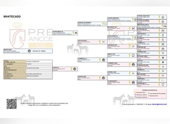 PRE, Stallion, 3 years, 16 hh, Perlino