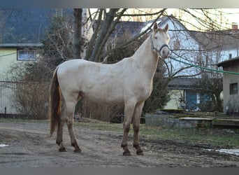 PRE, Stallion, 3 years, 16 hh, Perlino