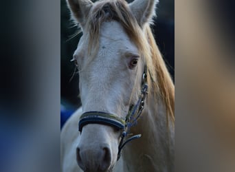 PRE, Stallion, 3 years, 16 hh, Perlino